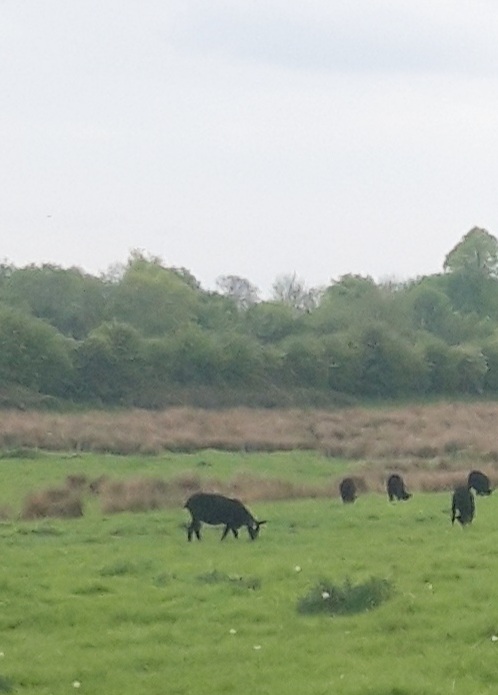 Black sheep graxing in field