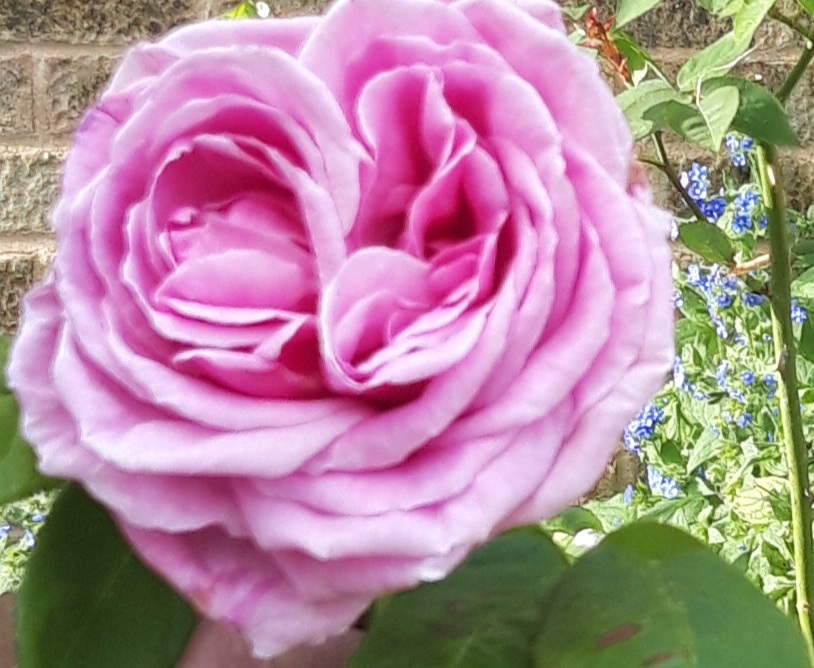 A piink rose on rose bush