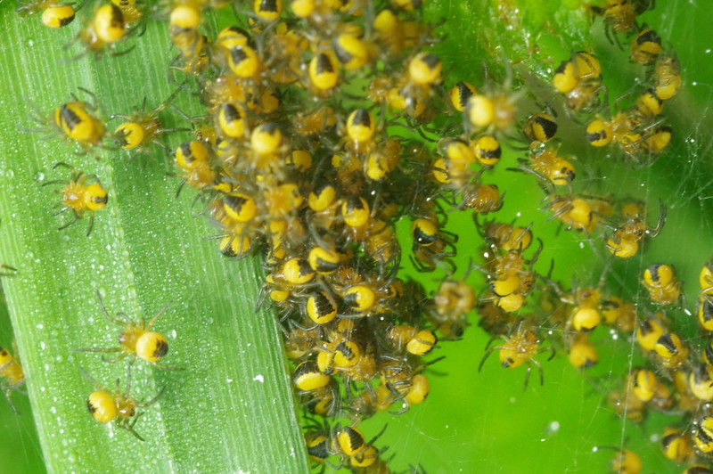 cluster of spiderlings