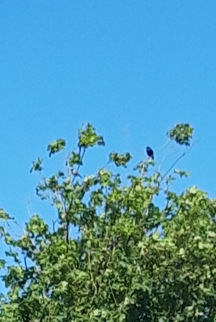 Bird in treetop