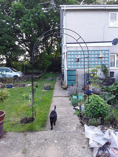 Black cat walking under an archway in a garden.