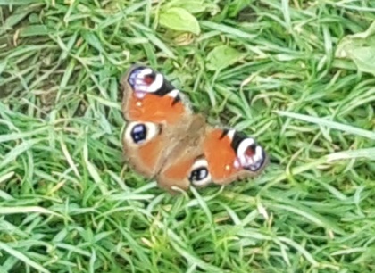 A Peacock Butterfly
