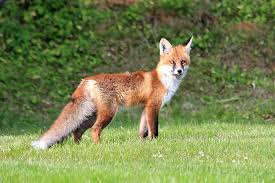 A red fox in a field