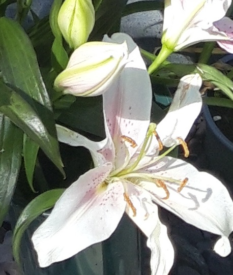 A White Lily