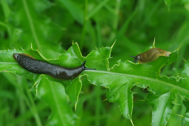 two slugs