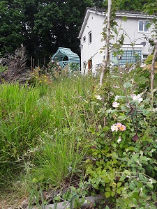 Wildflower meadow with pink dog rose, scarlet pimpernel, buttercups and ox eye daisies growing loosely.