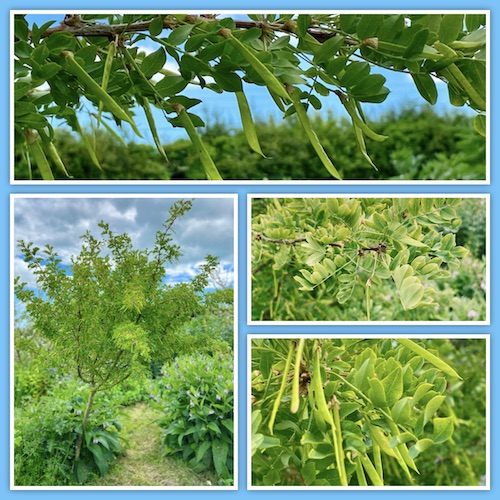 A collage of photographs of Rodmell Food Forest showing a Siberian Pea Tree and a Toona Tree.
