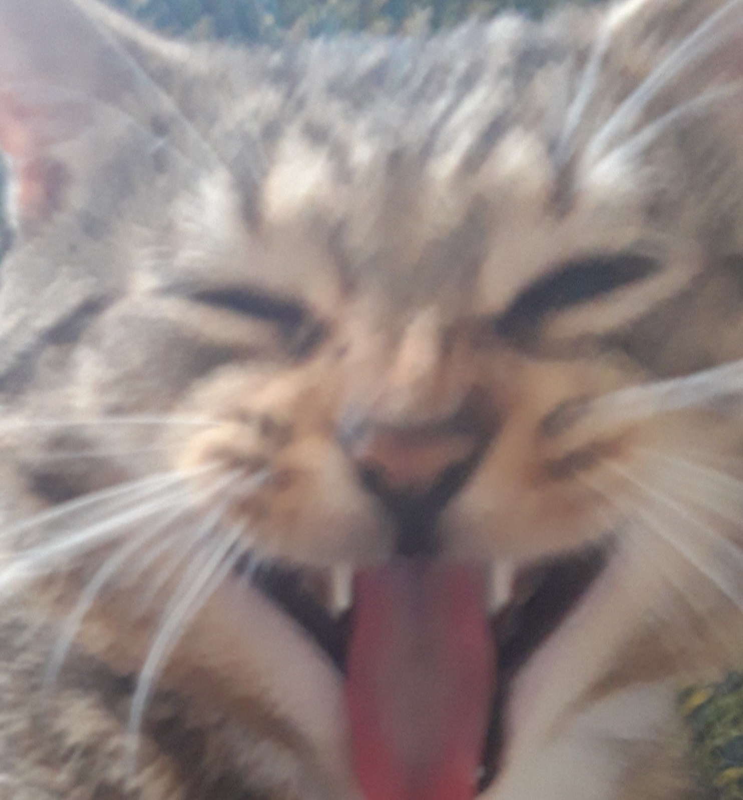 A cat laughing
