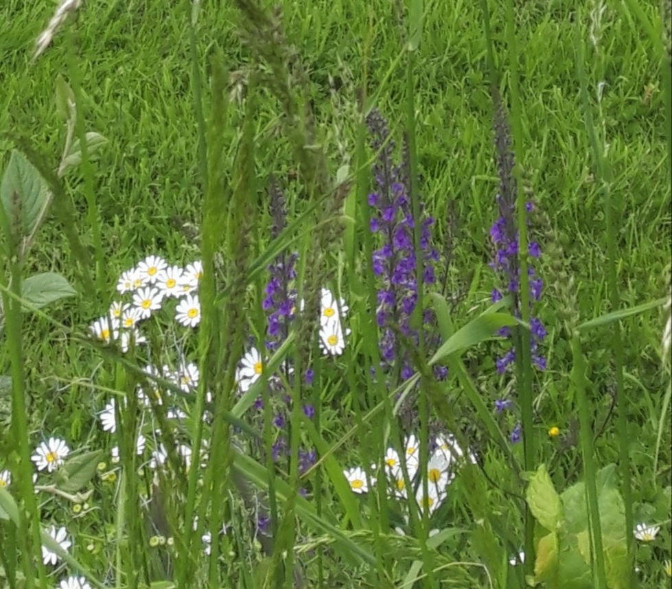 Wild flowers beside the field