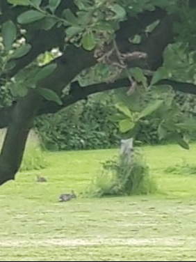 2 Rabbits playing in the garden
