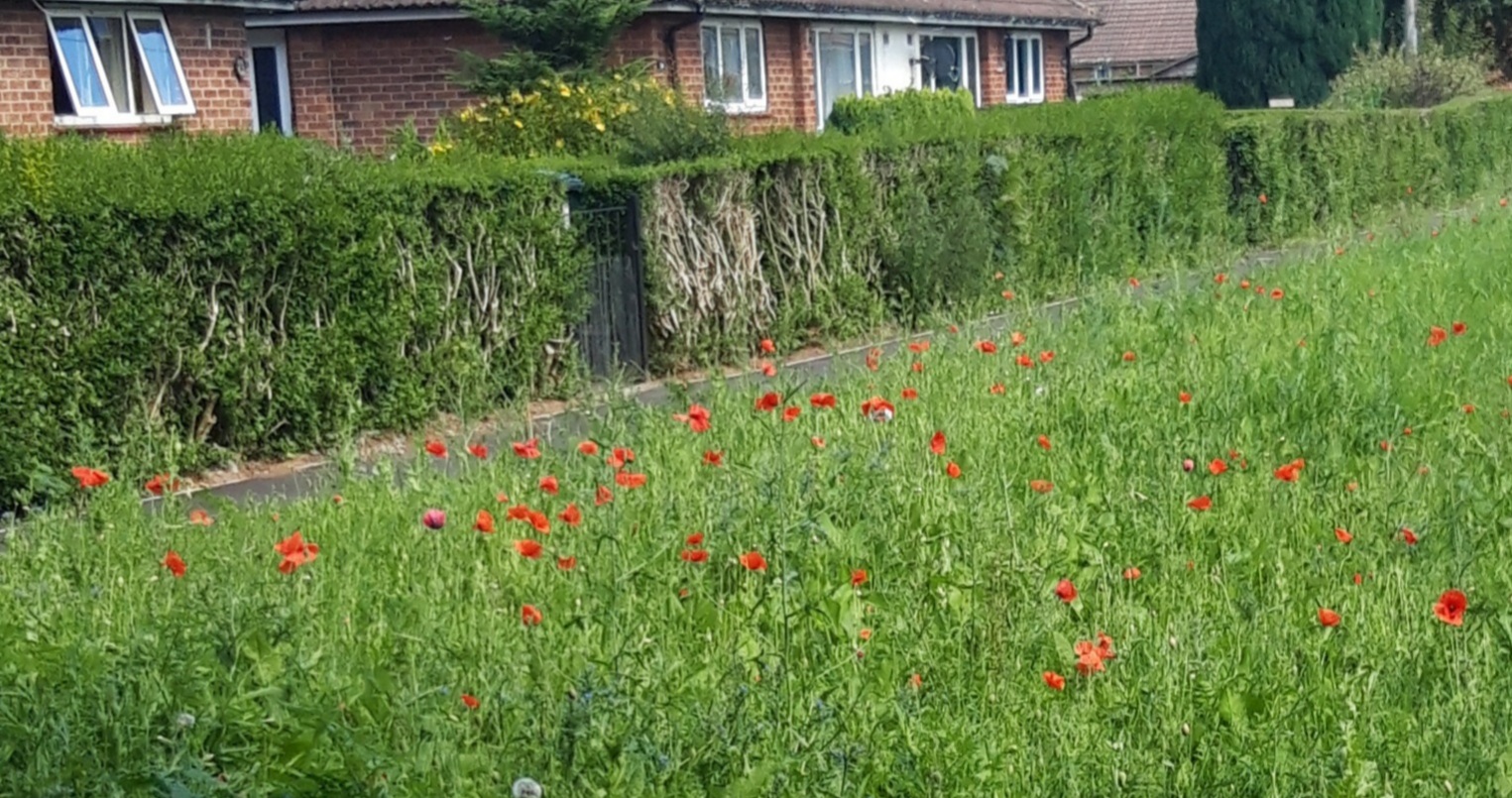 A meadow in the street