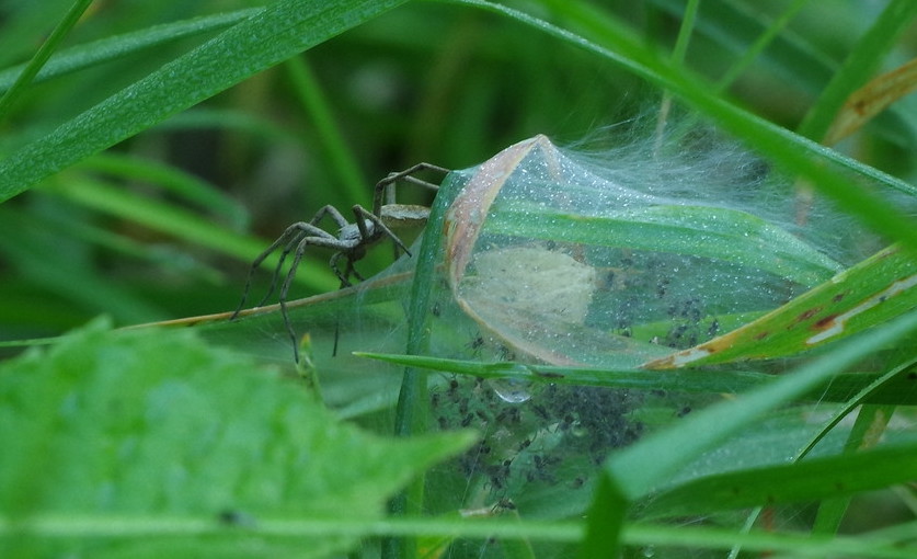 mother spider with spiderlings