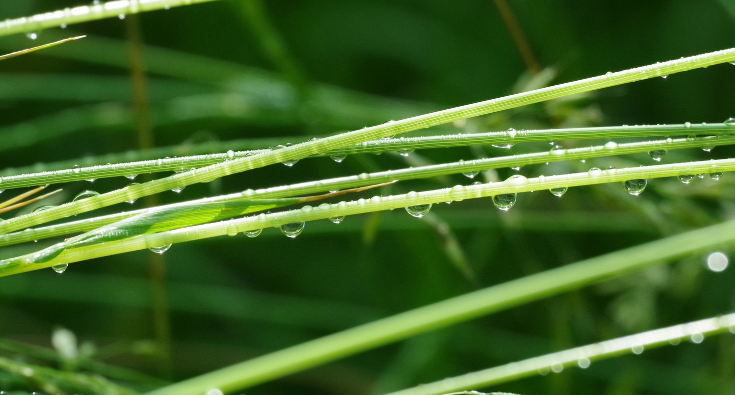 raindrops on grasses