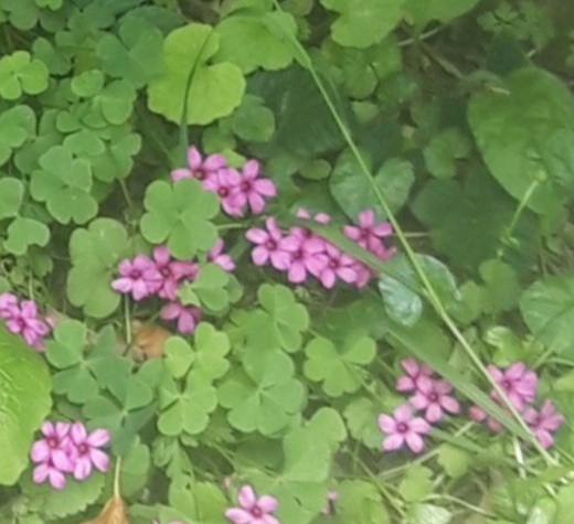 Pink wild flowers