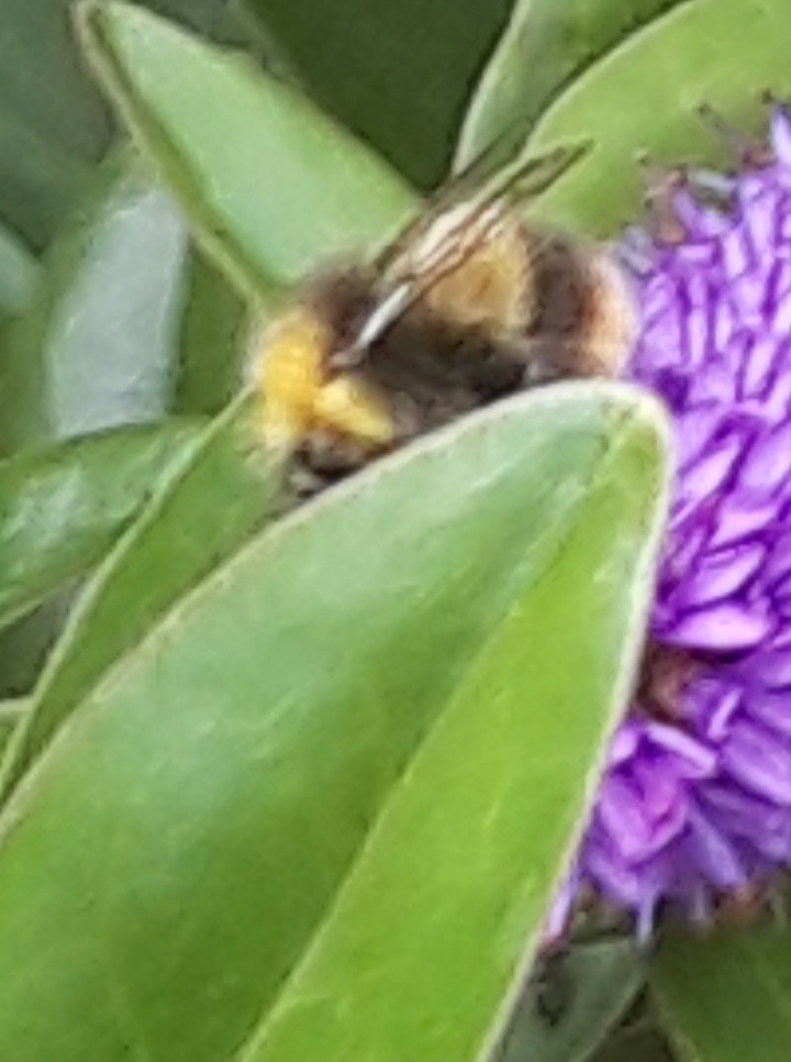 A bumble bee on flower