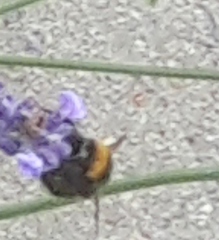 Bee climbing on lavender