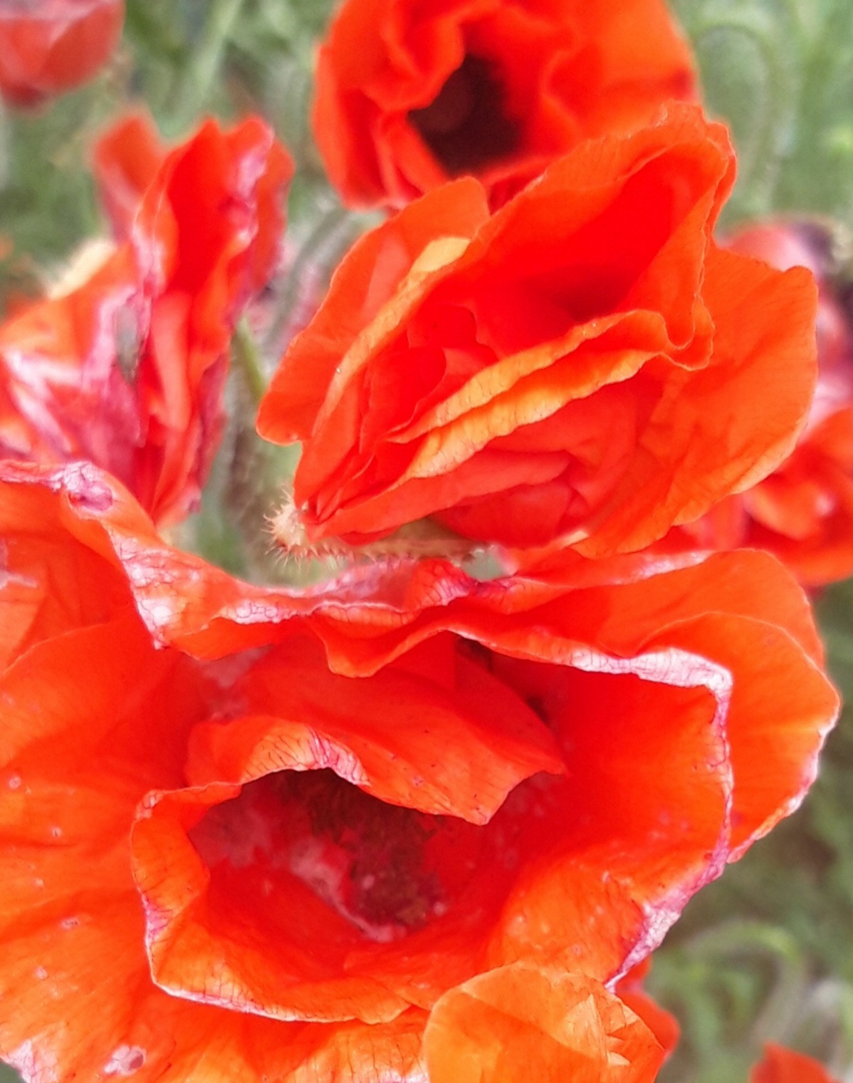 Swirling red  poppies