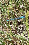 Blue Dragonfly in a field