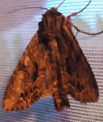 A pretty moth on curtain