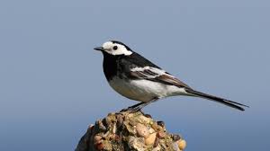 A Wagtail