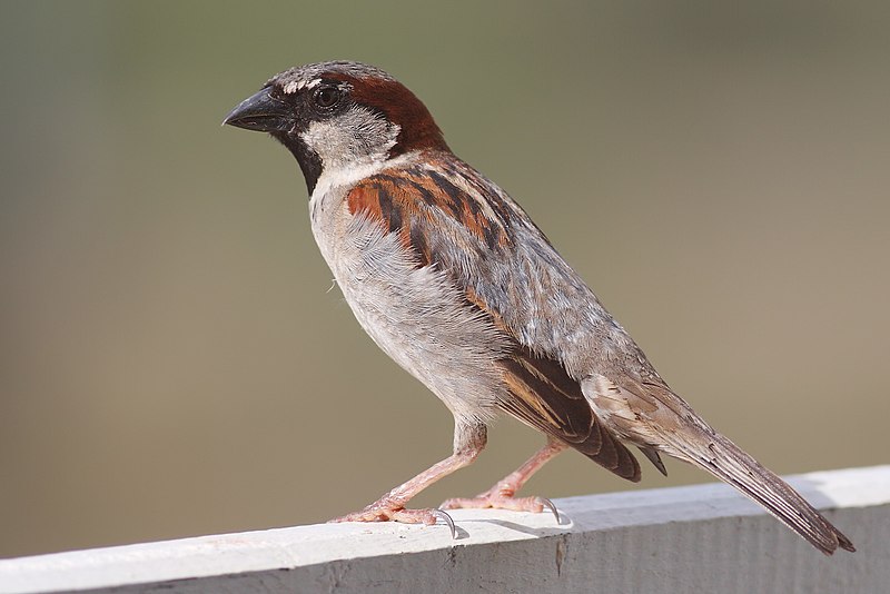 A sparrow