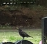A blackbird in the cemetery