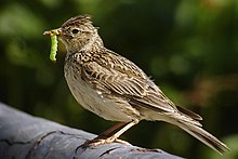 A sky lark