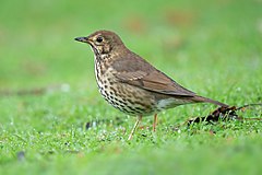 A song thrush