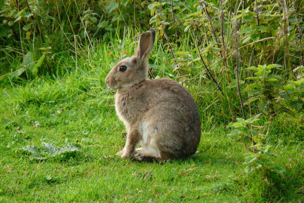 A grey rabbit