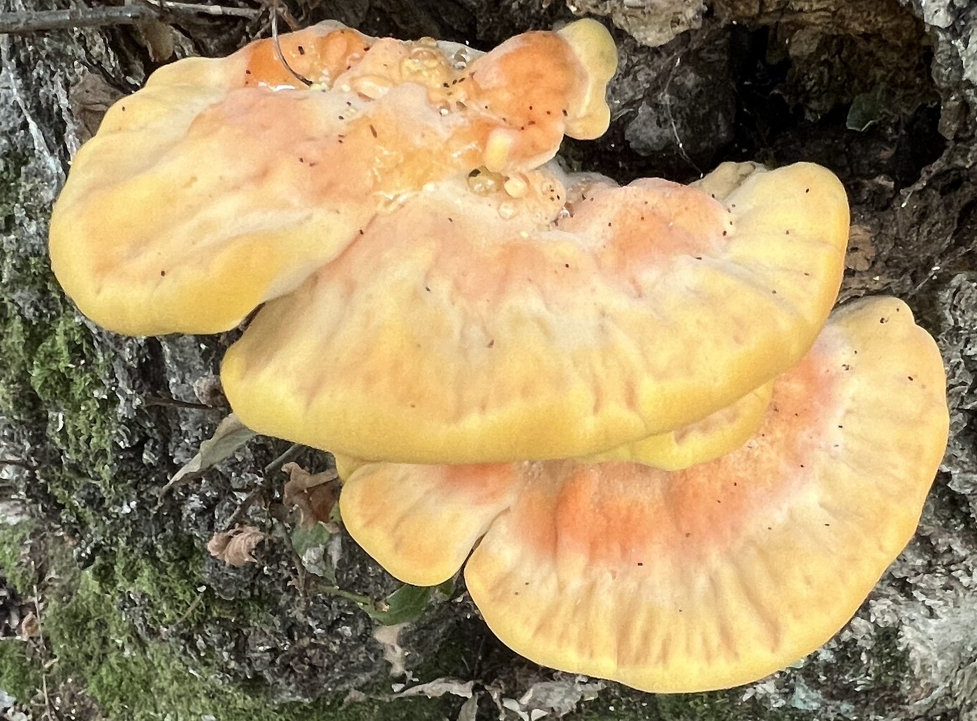 chicken of the woods?
