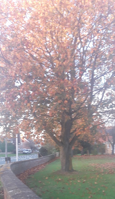 Autumn tree