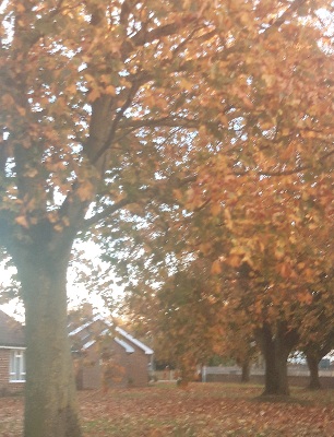A colourful autumn tree