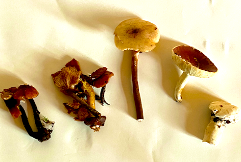 A collection of foraged mushrooms. All edible???