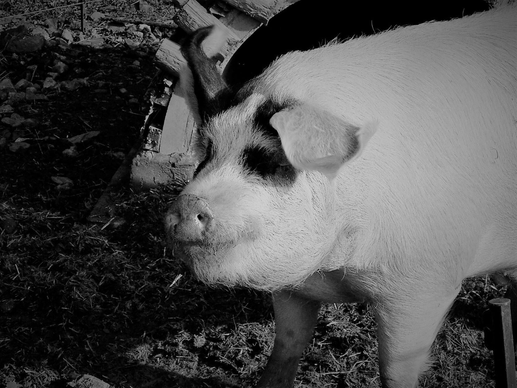 Image of pig