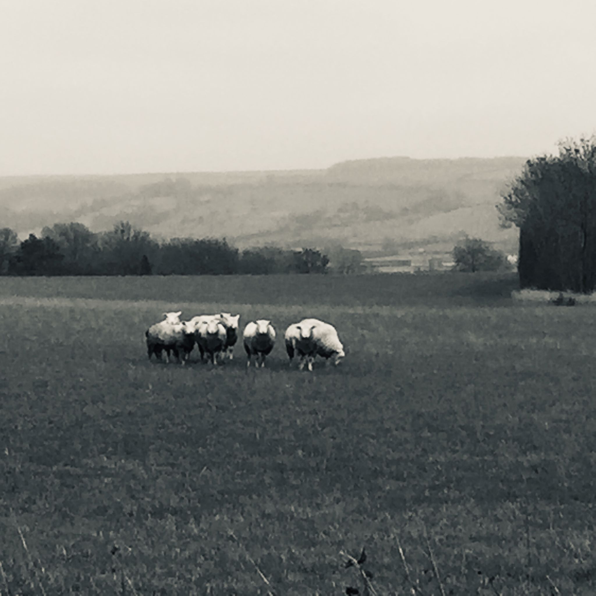 Image of sheep in field
