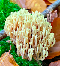Photograph of Upright Coral Fungi which looks like white coral.