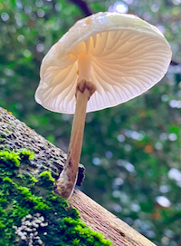 A close up photograph of a porcelain mushroom which is white, delicate, like a miniature Starship Enterprise on a stick!