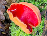 Photograph of a Scarlet Elfcup mushroom which looks like a piece of hollowed out orange with a red plastic inside.