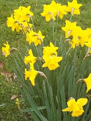 Bright yellow daffodild