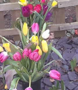 Red, pink and yellow tulips