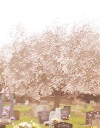 A tree with pink blossoms in churchyard