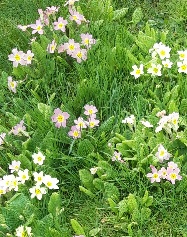 Yellow and pink primroses