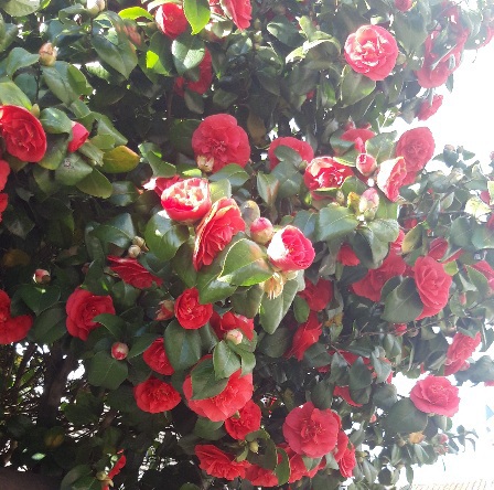 Vivid red flowers in sunshine