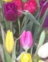 Colourful assortment of Tulips