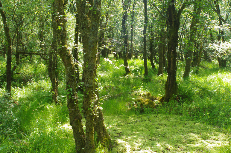 A photo of some woodland.