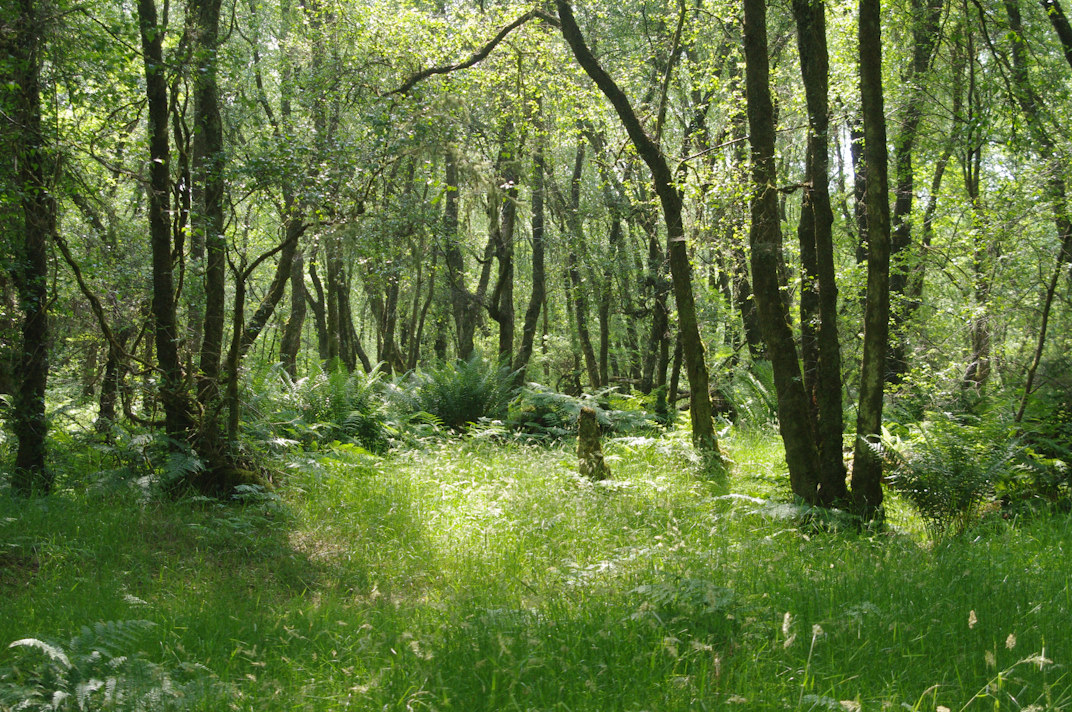 A photo of some ancient woodland. It feels peaceful and magical, like a sanctuary of nature.