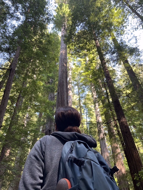 Woman (me) looking up at big Redwood trees