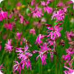 Bright Red Ragged Robin flowers