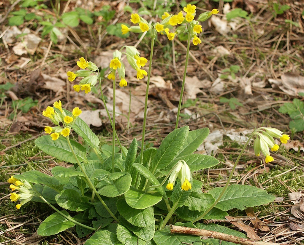 Yellow cowslips