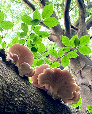 A dead beech branch with a group of oyster mushrooms the health ancient tree in the background